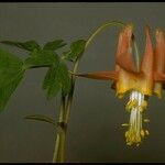 Aquilegia shockleyi Flower