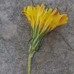 Crepis sancta Λουλούδι