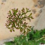 Centranthus calcitrapae Çiçek