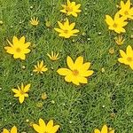 Coreopsis verticillata Агульны выгляд