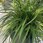 Carex morrowiiपत्ता