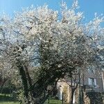 Prunus cerasusFlower