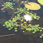 Nymphaea lotus Flor