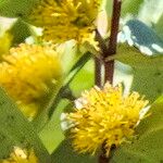 Azara integrifolia