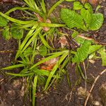 Carex digitata Blatt