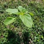 Helianthus annuusপাতা