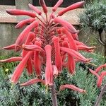 Aloe maculata Цветок