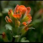 Castilleja mendocinensis Λουλούδι