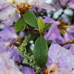 Rhododendron augustinii Leaf