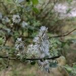 Salix caprea Kwiat