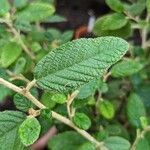 Pomaderris racemosa 葉
