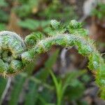 Polystichum setiferum Blad