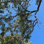 Eucalyptus viminalis Hostoa