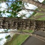 Tabernaemontana persicariifolia چھال