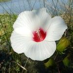 Hibiscus laevis Flor