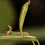 Pleurothallis discoidea 果実