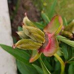 Paeonia mascula ഫലം