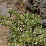 Aeonium spathulatum Alkat (teljes növény)