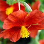 Helianthemum nummularium Virág