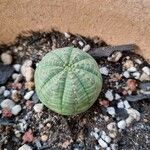 Euphorbia obesa Лист