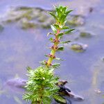 Myriophyllum verticillatum आदत