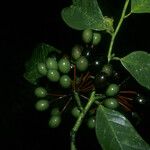 Guatteria ouregou Fruit