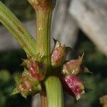 Rumex spinosus Ffrwyth