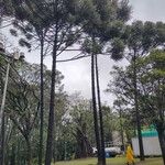 Araucaria angustifolia Hábito