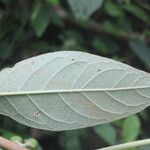 Solanum hazenii Ліст