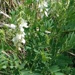 Galega officinalis Pokrój