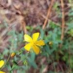 Hypericum linariifolium Flower