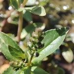 Veronica catenata Hoja