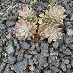 Graptopetalum rusbyi ഇല