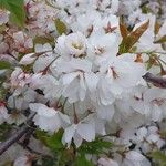Prunus × yedoensis Flor