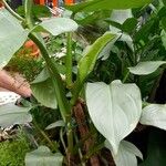Philodendron hastatum Hoja
