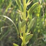 Habenaria helicoplectrum Fruit