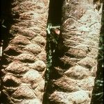 Cussonia bancoensis 樹皮