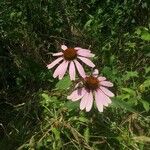 Echinacea pallida Kvet