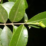 Gyminda tonduzii Leaf