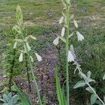 Ornithogalum candicans Cvet