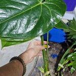 Anthurium nymphaeifolium Frunză