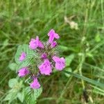 Clinopodium vulgareFlors