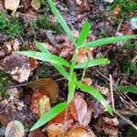 Polygonatum verticillatum List