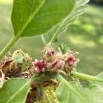 Quercus pubescens Fleur