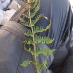 Dryopteris villarii Fulla