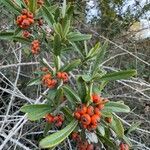 Pyracantha angustifolia Ffrwyth