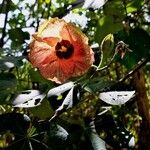 Hibiscus tiliaceus Fiore