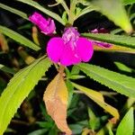 Impatiens balsamina Květ