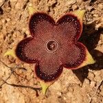 Edithcolea grandis Λουλούδι