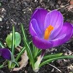 Crocus imperati Цвят
